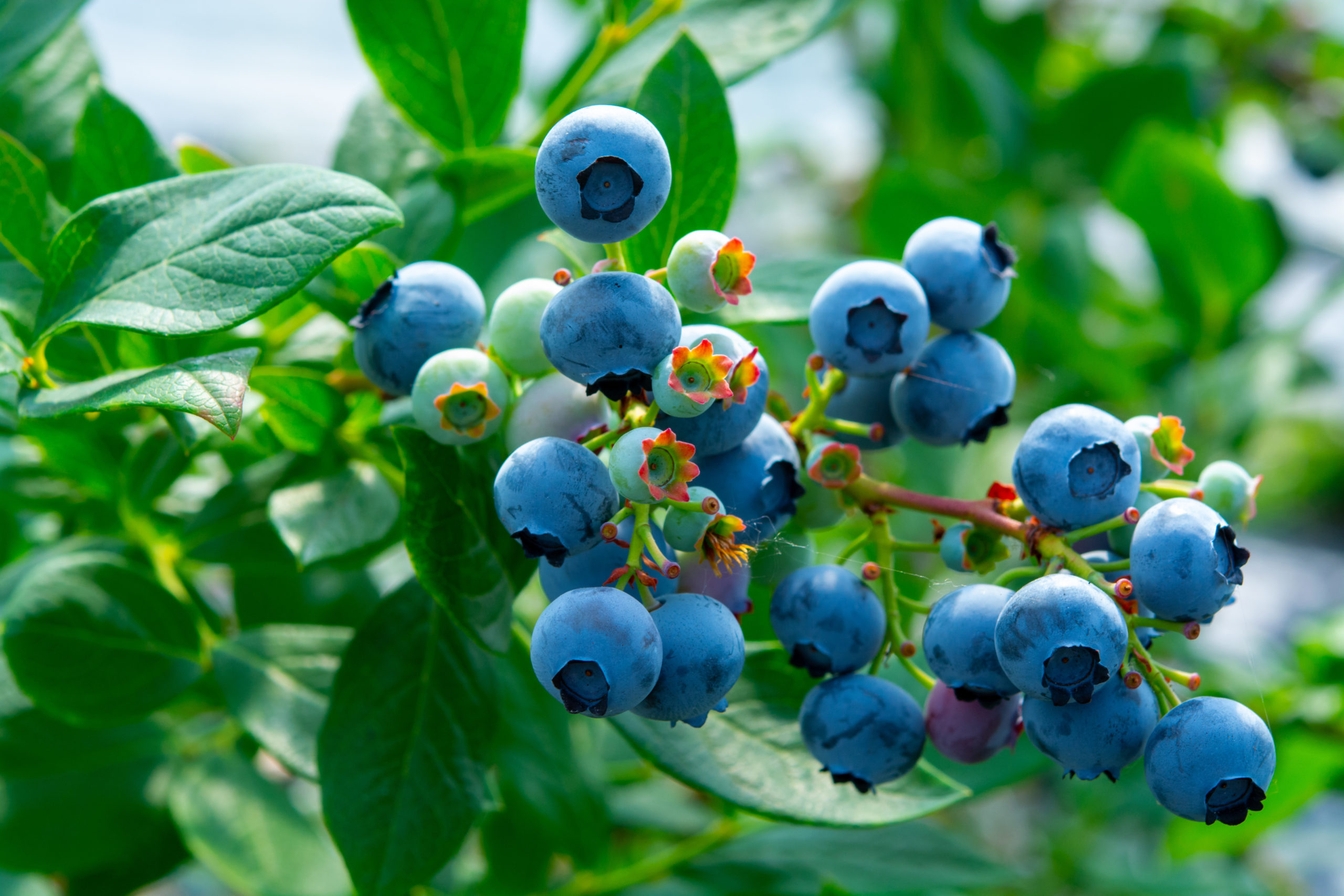 Blueberry berries ripening on plant in summer, close up.